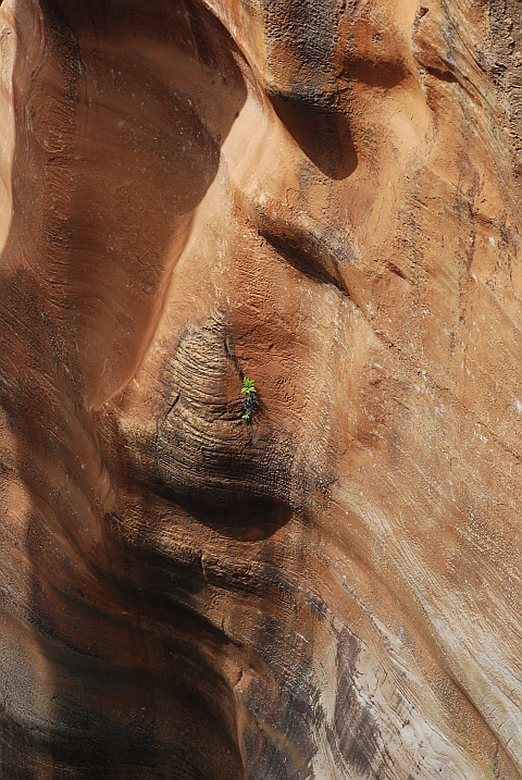 Einsames Pflänzchen in der Schluchtwand der Bourke’s Luck Potholes