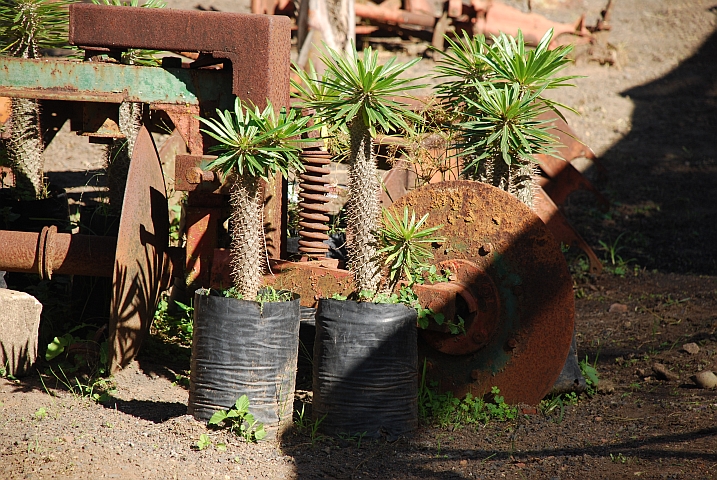 Setzlinge auf der Piso-Farm in Nelspruit