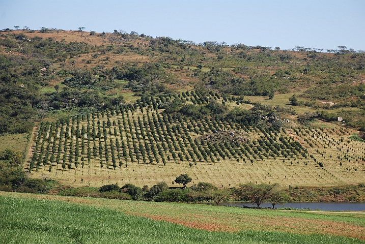 Junge Macadamianuss-Plantage in Nelspruit