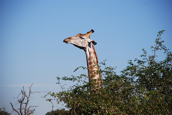 Eine sehr vornehme Giraffe