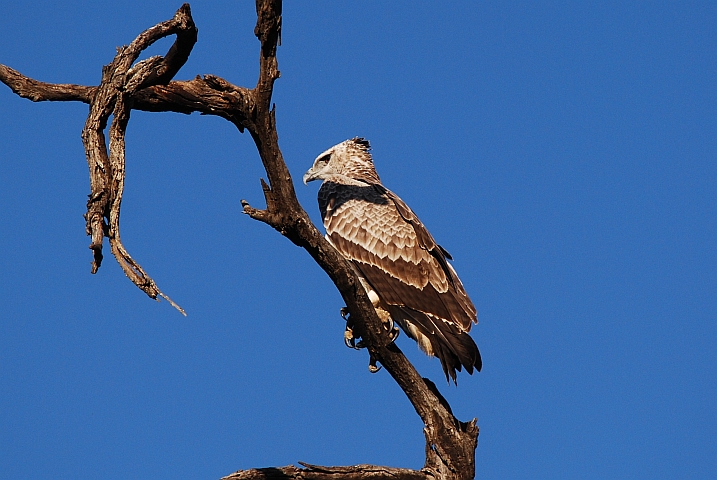 Junger Martial Eagle (Kampfadler)