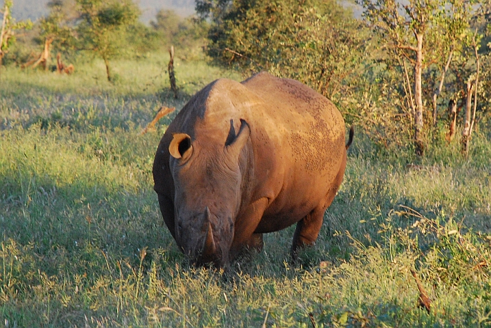 Eines der zwei Breitmaulnashörner