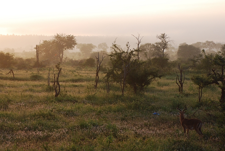 Auch Impalabock und Roller bewundern die Morgenstimmung