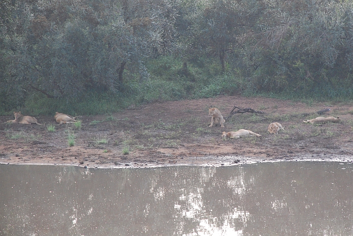 Faule Löwenmeute mit dicken Bäuchen