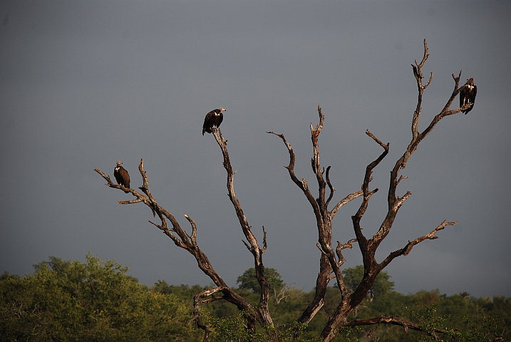 Drei Hooded Vulture (Kappengeier)