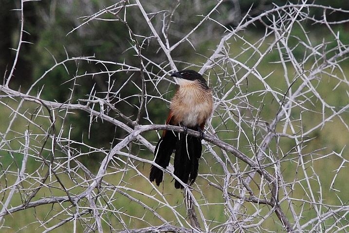 Burchell’s Coucal (Tiputip)