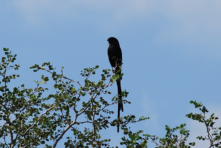 Magpie Shrike (Elsterwürger)
