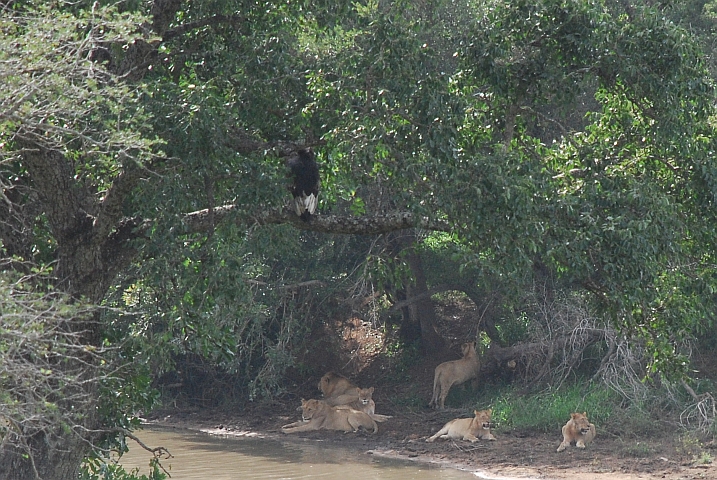 Die Löwen liegen immer noch beim Damm