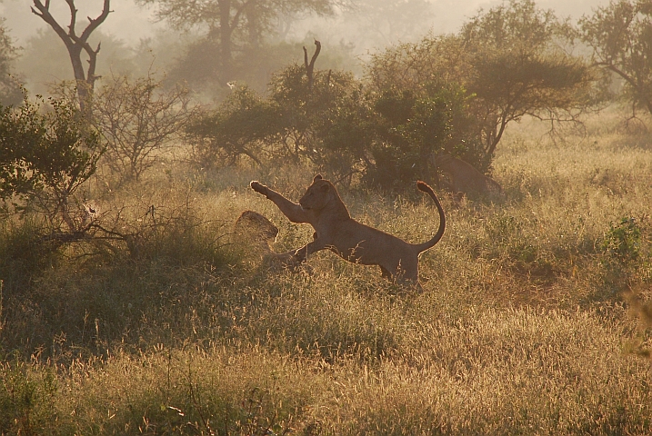 Zwei Löwen spielen in der Morgensonne