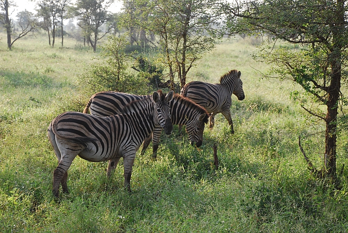 Zebras