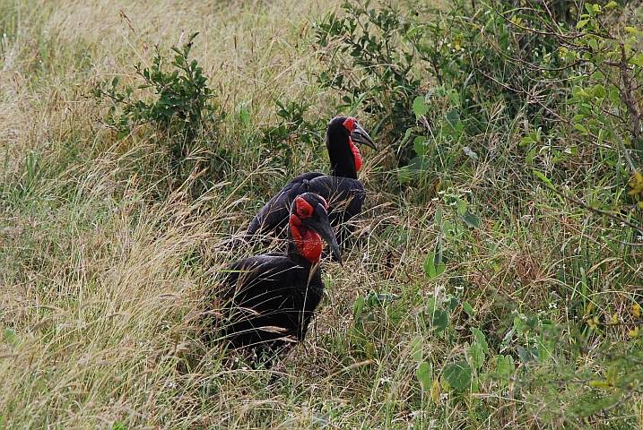 Zwei Southern Ground-Hornbills (Kaffernhornraben)