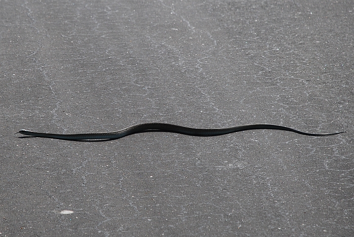 Diese Schlange (wir vermuten eine Schwarze Mamba) hatte es eilig, vor Obelix über die Strasse zu kommen