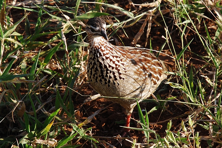Crested Fancolin (Schopffrankolin)