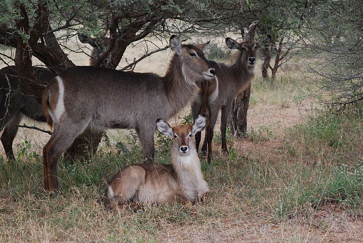 Waterbuck-Baby mit Familie