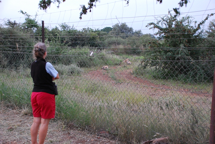 Isabella vor und die Hyänen hinter dem Zaun