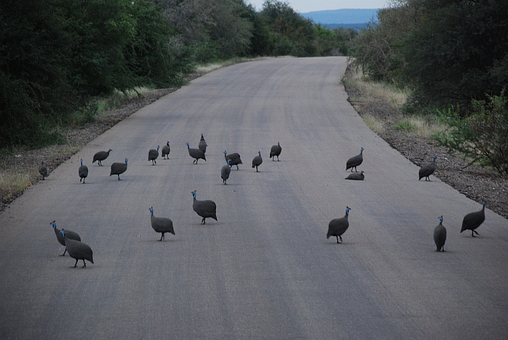 Helmeted Guineafowl (Helmperlhühner) “hühnern“ über die Strasse