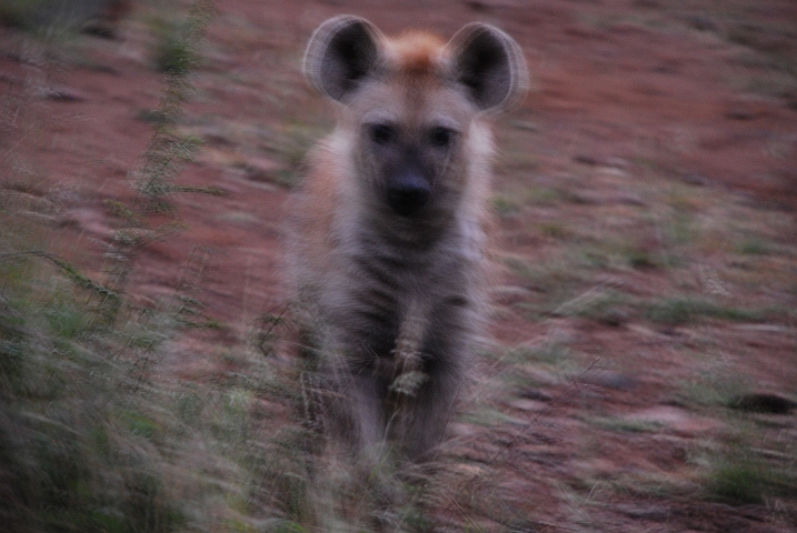 Junge Tüpfelhyäne am frühen Morgen