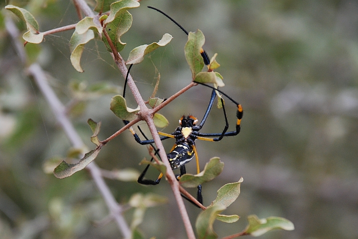Diese Spinne wollte mitreiten, aber wir wollten nicht