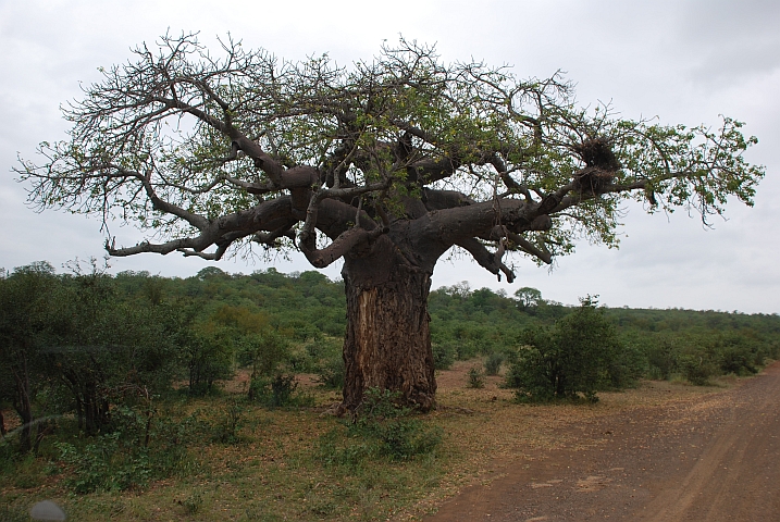 Einer der nicht sehr zahlreichen Baobabs im Krüger Nationalpark