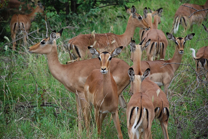Impala Harem