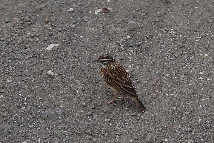 Sabota Lark (Sabotalerche)