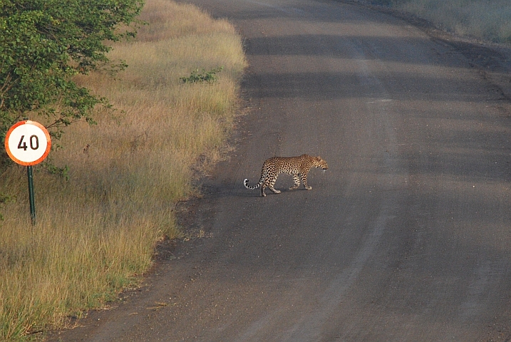 Isabellas Leopard