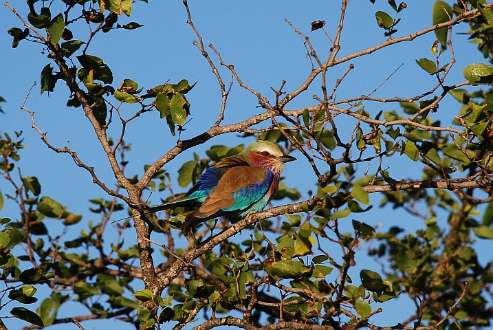Lilac-breasted Roller (Gabelracke)