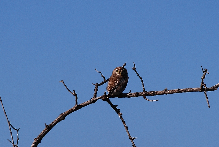 Pearl-spotted Owlet (Perlkauz)