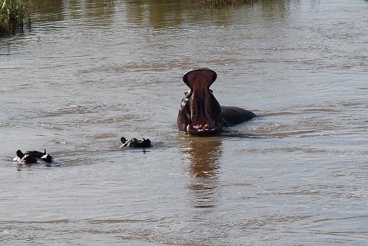 Dank Isabellas Gesangskünsten reisst ein Flusspferd sein Maul auf