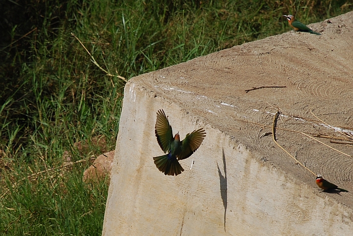 White-fronted Bee-eater (Weissstirnspinte) veranstalten eine Flugvorführung