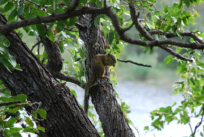 Buschhörnchen beim Futtern