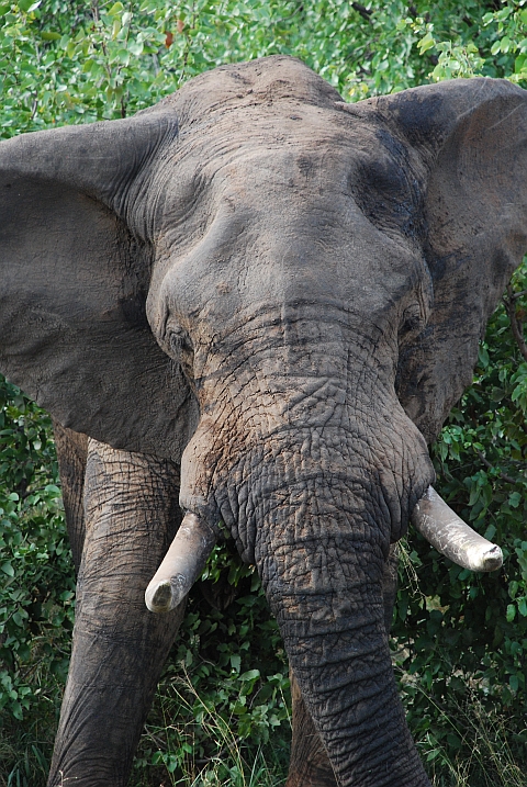 Elefantenbulle in Nahaufnahme