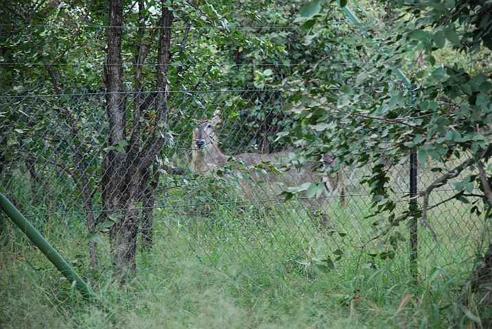 Ein Waterbuck gleich ausserhalb des Campzauns