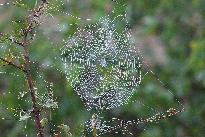 Vom Nebel benetztes Spinnennetz