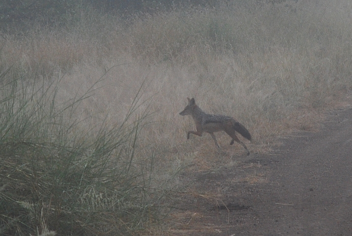 Einer der diesmal seltenen Schakale