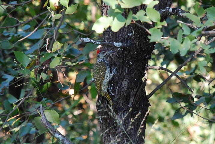 Weiblicher Golden-tailed Woodpecker (Goldschwanzspecht)