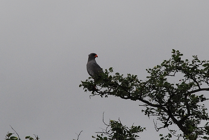 Dark Chanting Goshawk (Graubürzel-Singhabicht)