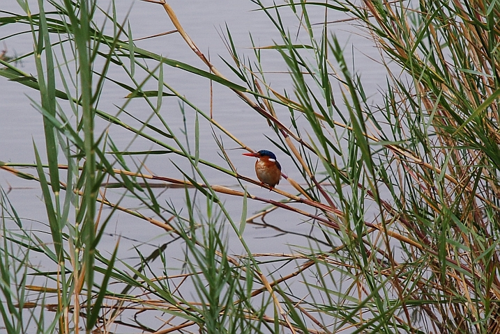 Malachite Kingfisher (Haubenzwergfischer)