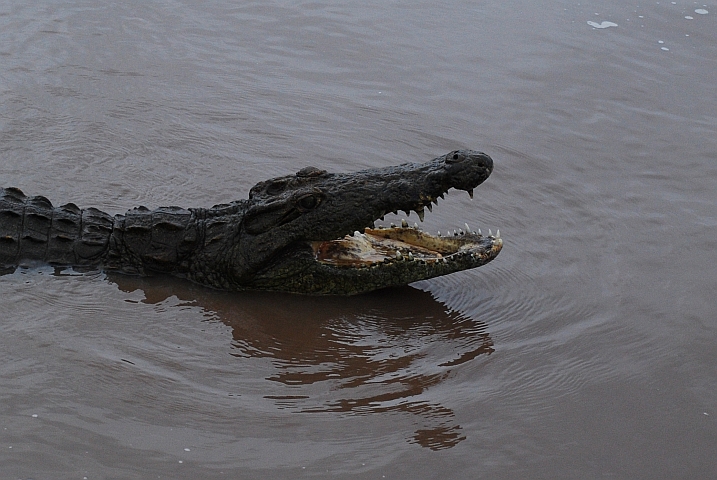 Ein Krokodil zeigt seine Zähne