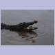 Ein Krokodil zeigt seine Zähne