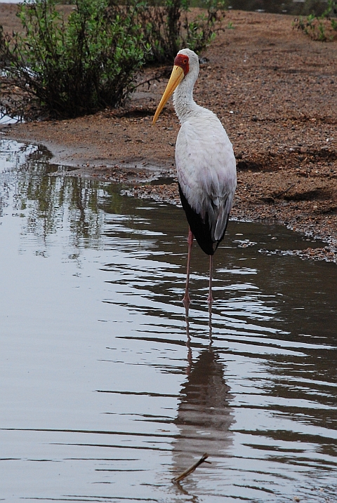 Yellow-billed Stork (Nimmersatt)