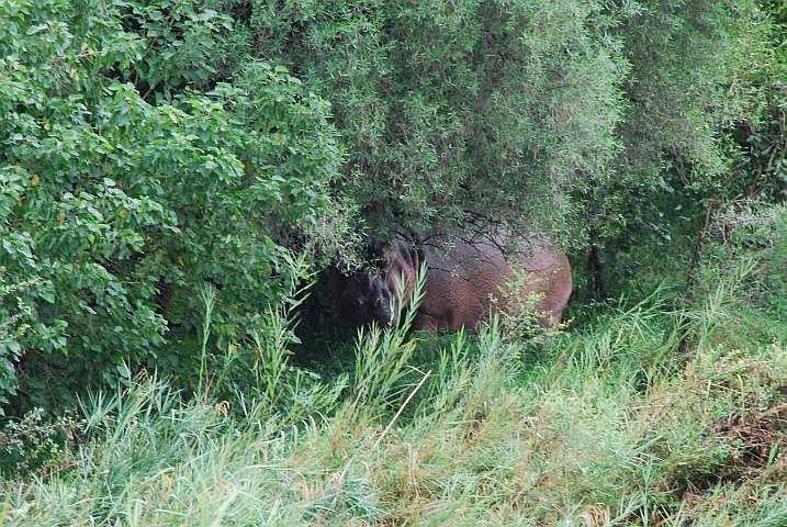Das Hippo versteckt sich vor Obelix im Busch