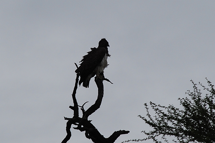 Kein Flugwetter für den Martial Eagle (Kampfadler)