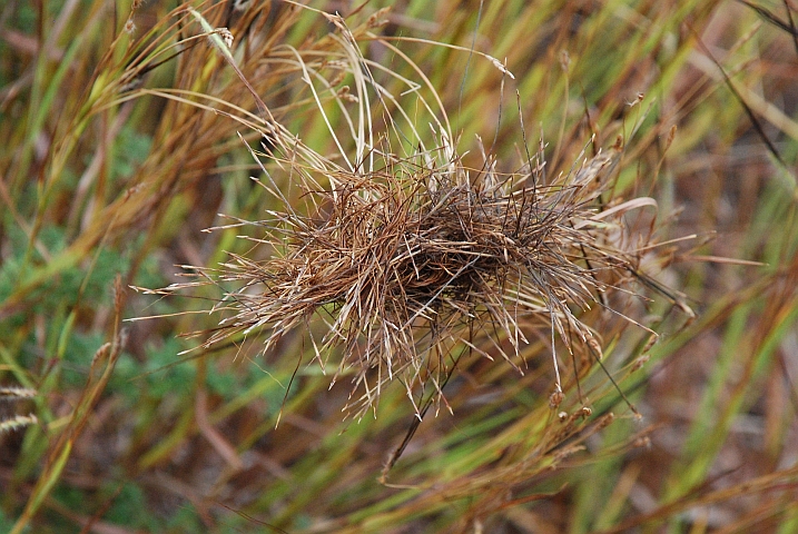 Zusammengeklettete Grasblüten