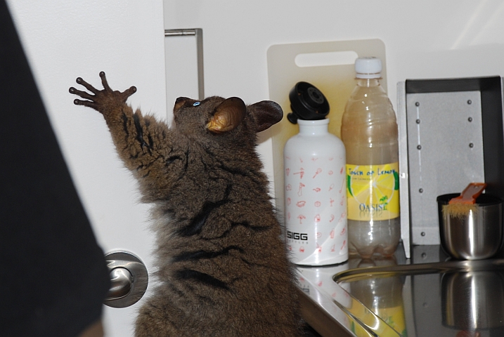 Das Bushbaby an der Tür zur Nasszelle