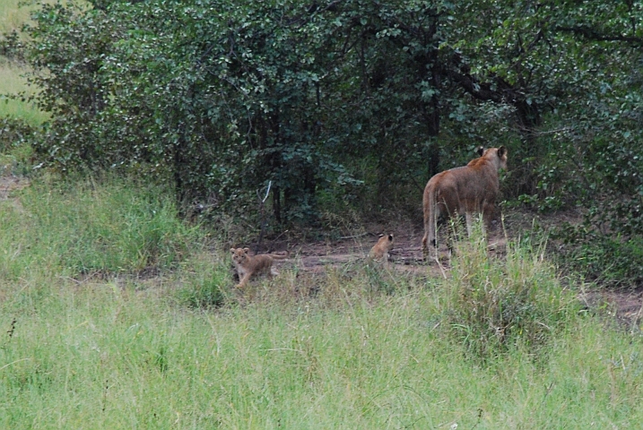 Löwin mit zwei süssen Babies