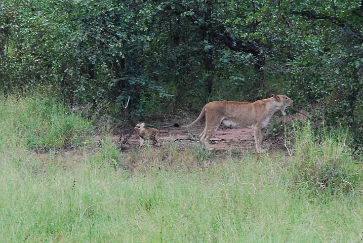 Löwin mit einem ihrer drei Sprösslinge
