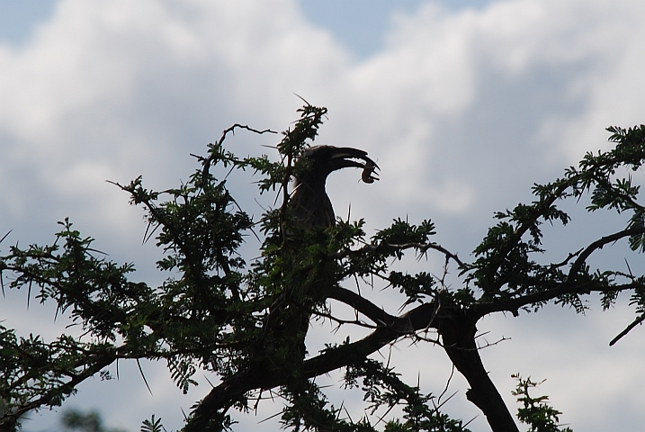 Ein African Grey Hornbill (Grautoko) mit Frühstück im Schnabel