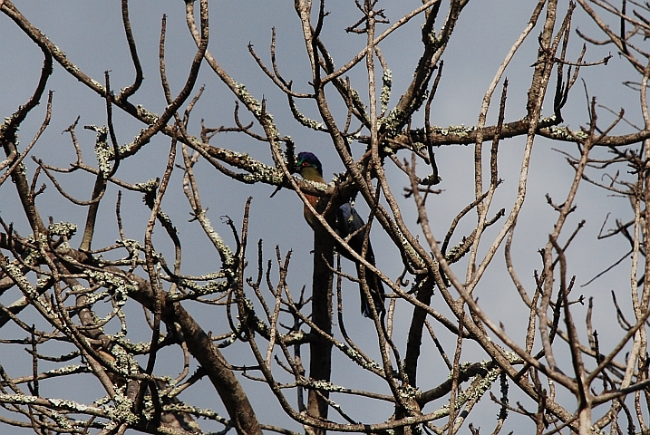Purple-crested Turaco (Glanzhaubenturako)