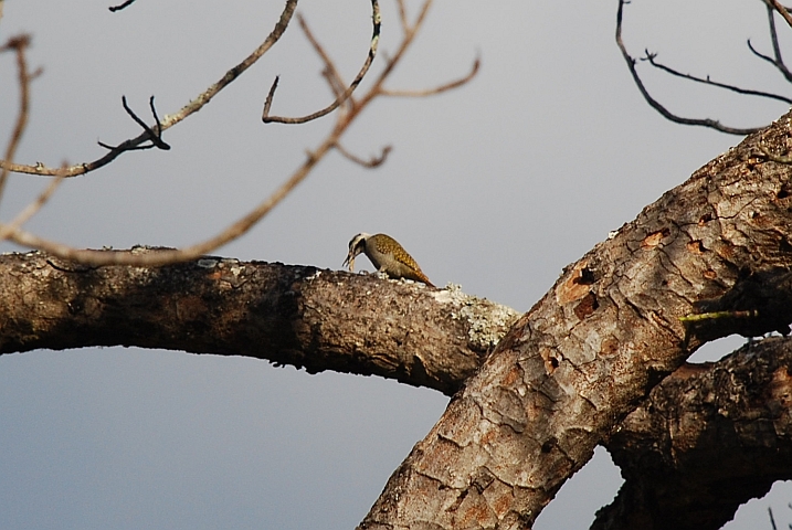 Bearded Woodpecker (Namaspecht)